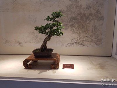 盆景
