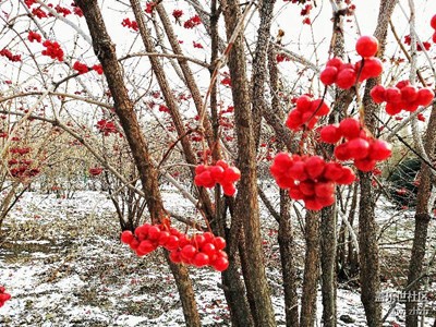 紅妝素裹，分外妖嬈。