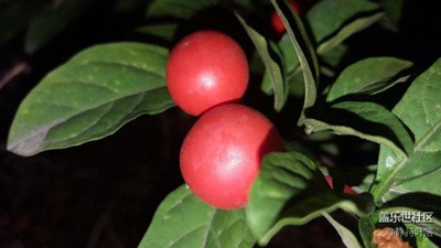 紅紅的