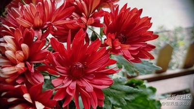 賞菊1
