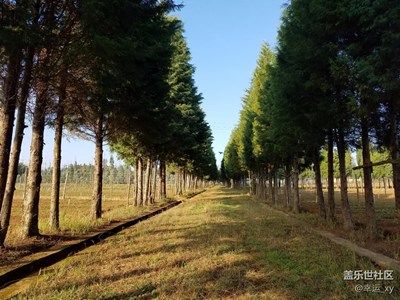 蒼翠樹林