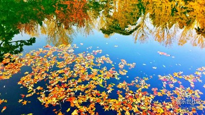 【S7】一池秋水，一影秋，一池落英，一世情
