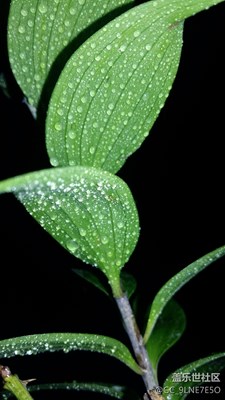 比較喜歡養(yǎng)植物
