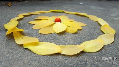 葉子花