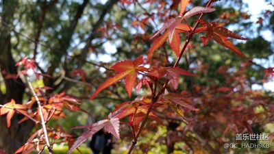 香山紅葉