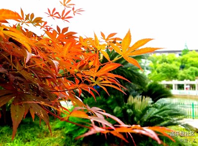 【霜葉紅于二月花】+ 溫州 + 楓梧菊組合
