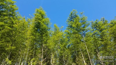 井岡山百竹園