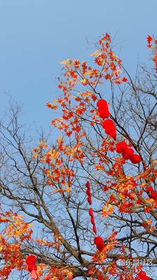 【霜葉紅于二月花】+北京+冬天點(diǎn)綴的紅色