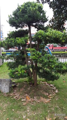 簽