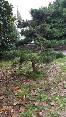 簽