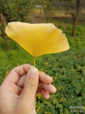 洛陽(yáng)的秋天