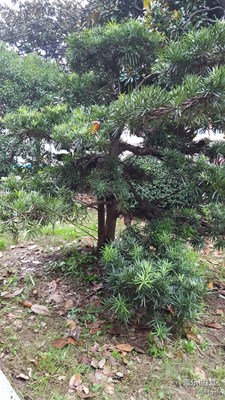 簽