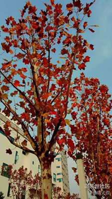 紅葉