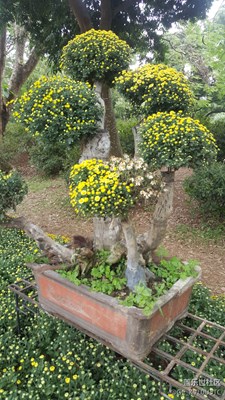 深圳東湖公園菊花展