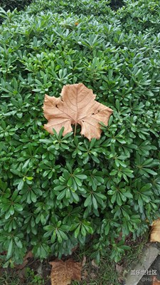 簽