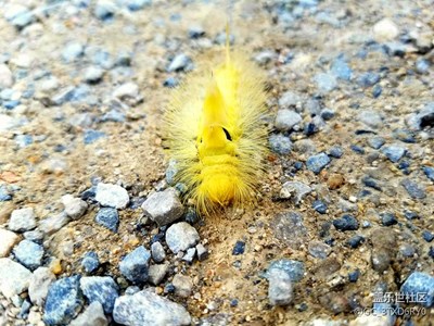 路邊偶遇毛毛蟲