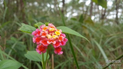 無(wú)聊上山亂拍
