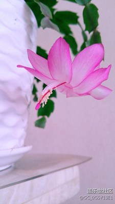 家的溫馨