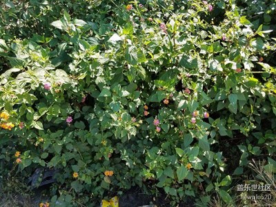 路邊野花