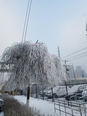 霧松