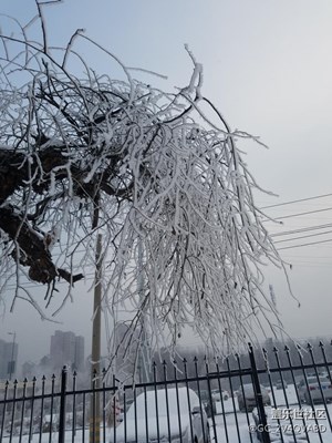 霧松
