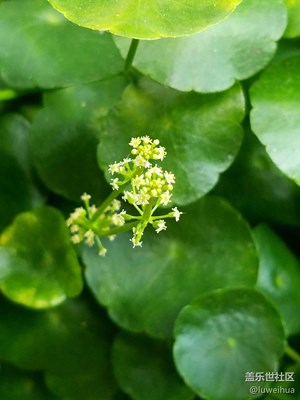 花卉