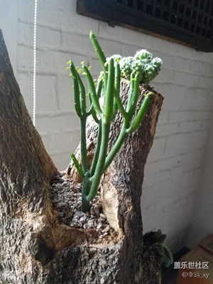 奇特的生長(zhǎng)
