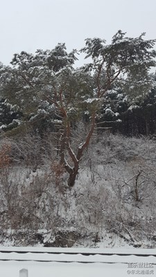 雪松