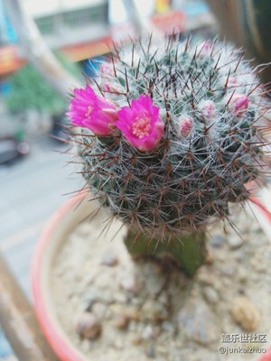 家里仙人球開花