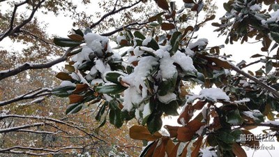 小雪