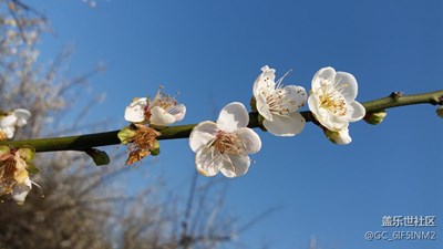 元旦梅花之行