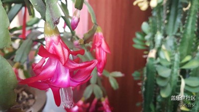 晾臺的花卉