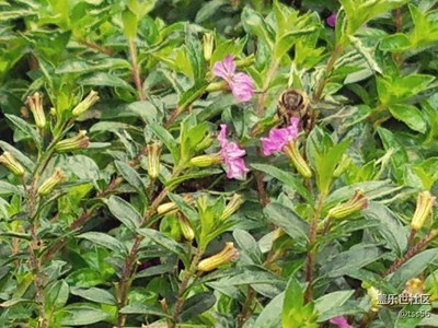蜜蜂采蜜