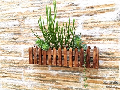 植物