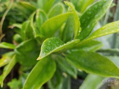 雨天