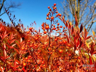 紅果