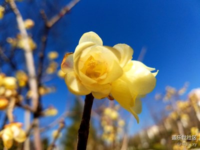 臘梅花開