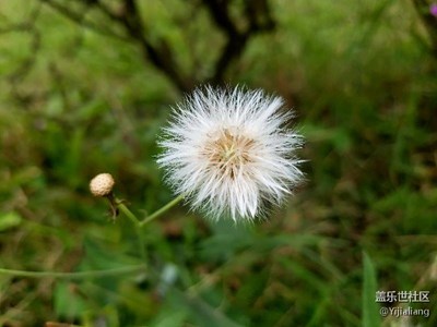 蒲公英的約定