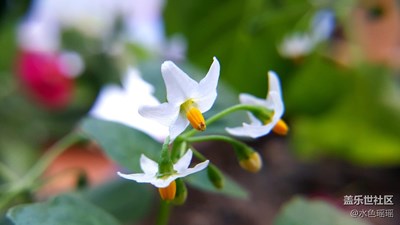 生機(jī)盎然—花兒