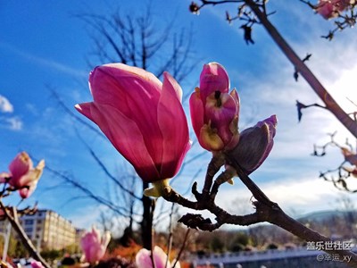 玉蘭爭奇斗艷兒迎新春