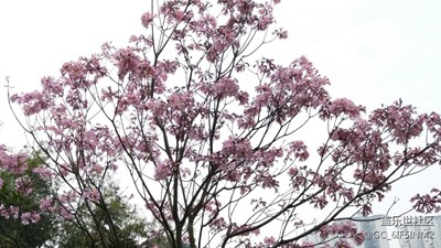櫻花??