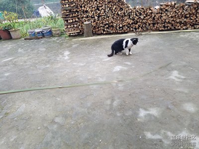 貓
