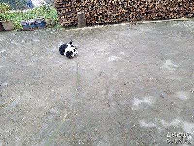 貓貓
