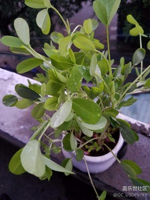 清晨陽臺的那一抹綠……