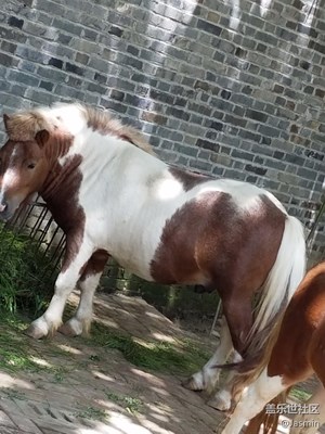 動(dòng)物園拍的