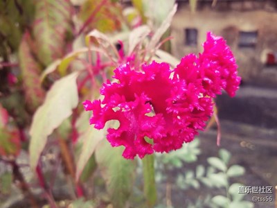 什么花?