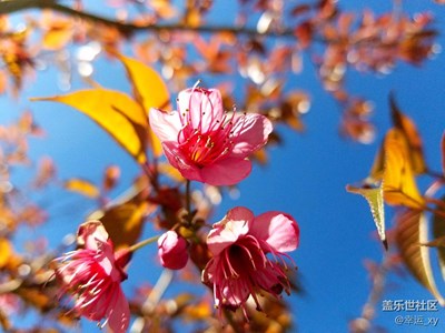櫻花，冬日里的色彩