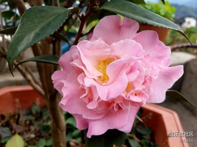 茶花