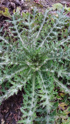 草