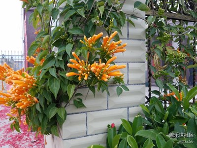 鮮花